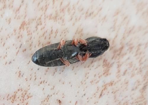 Réf. 225 389 : Cardiophorus sp.